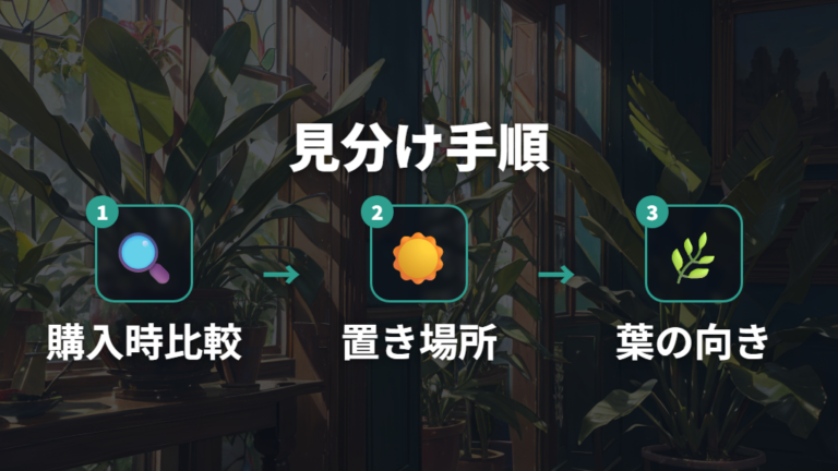 徒長と日照不足の見分け方は葉の細さと置き場所を見る