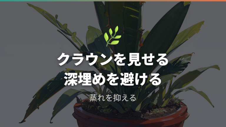 株元をどこまで土に入れるかはクラウンを埋めすぎない