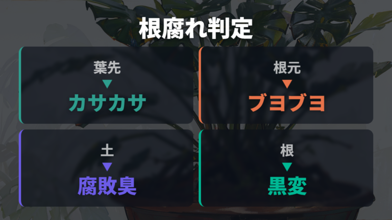 根腐れとの見分け方は土と根元のサインで判断する