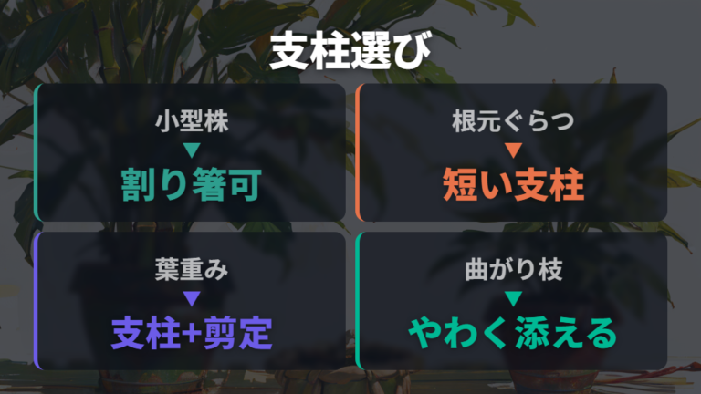 パキラに合う支柱の選び方を株の大きさで考える