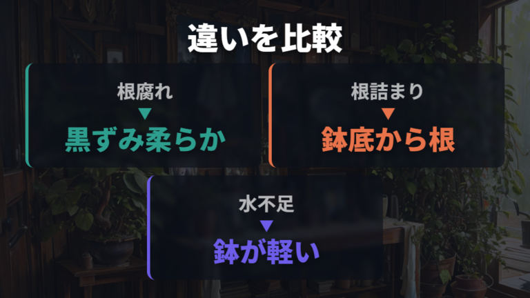 根腐れと根詰まりの見分け方は乾き方と根の状態で比べる