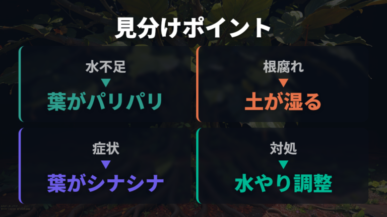 水不足と根腐れの見分け方は葉と土で比べる