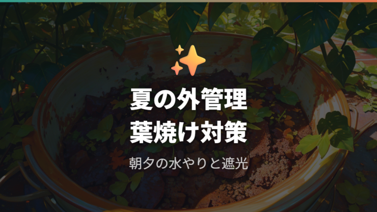 夏に外へ出すときの注意点は葉焼けと水切れ
