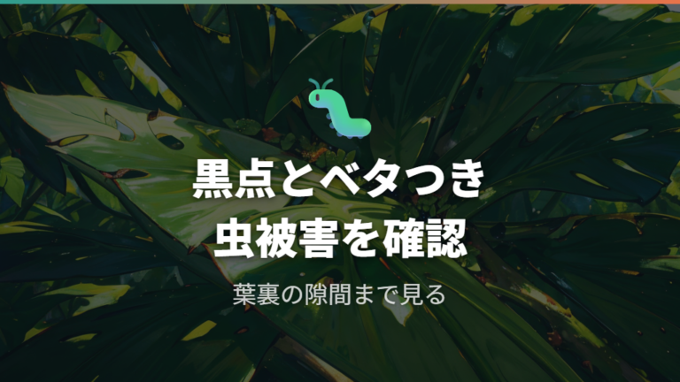 害虫被害の可能性は黒い点とベタつきで見る