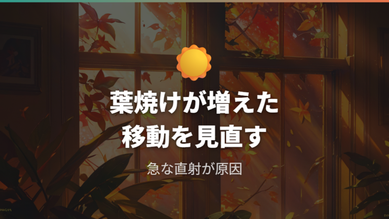 直射日光による葉焼けは急な移動後に起こりやすい