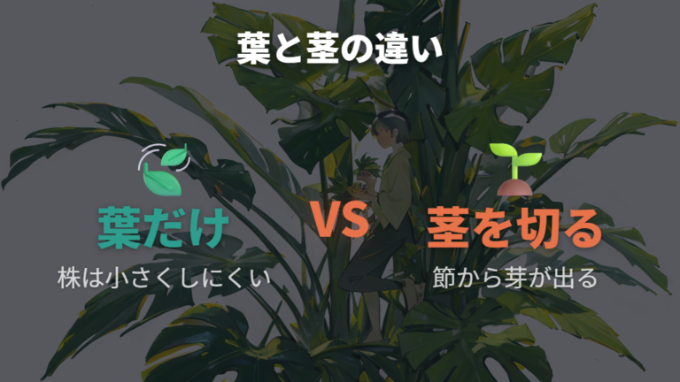葉だけ切る場合と茎を切る場合の違い