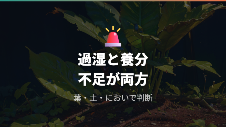 単用で起きやすい注意点は過湿と養分不足