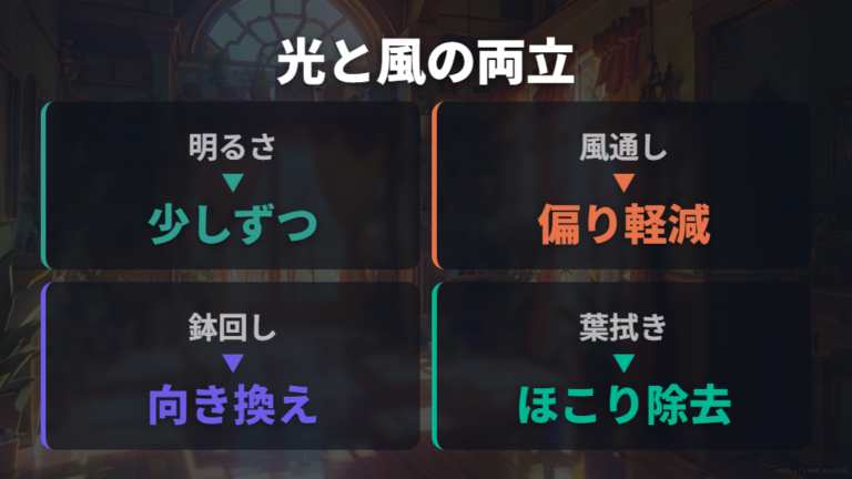 置き場所で葉姿を整えるコツは明るさと風通しの両立