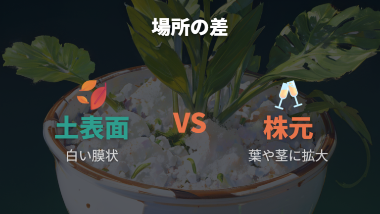 白絹病や葉の病気と土表面の白カビを分けて考える