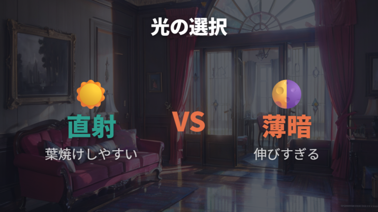 日当たりと置き場所の注意点は直射日光と暗さの両方にある
