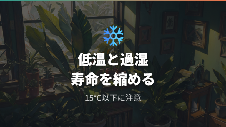 サンスベリアの寿命を縮める低温と過湿に注意する