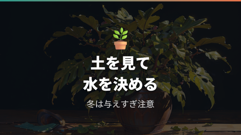 冬の水やりと肥料は気温低下に合わせて控える