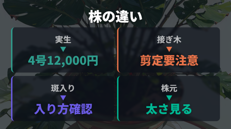 実生株と接ぎ木苗で見るポイントは変わる