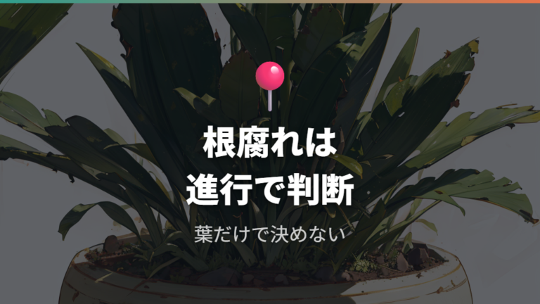 根腐れした株は復活できるかを進行度で判断する