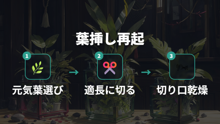 元気な葉を使った葉挿しの方法で再スタートする