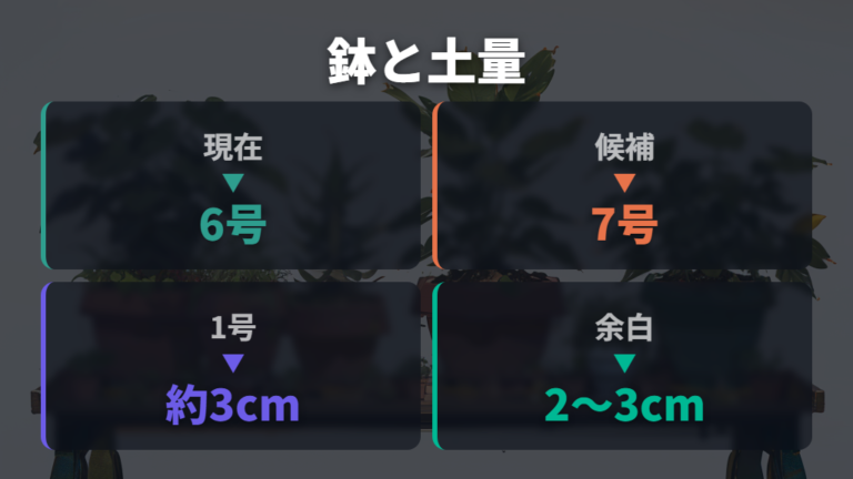 鉢の大きさと土の量の決め方は一回り大きいが基本