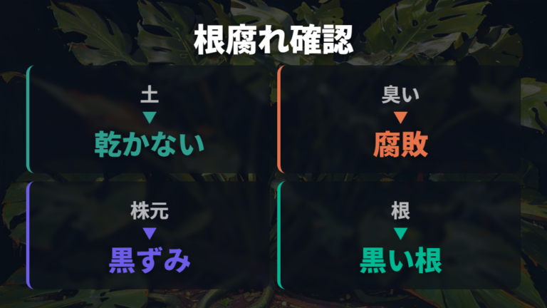 根腐れの症状と確認ポイント