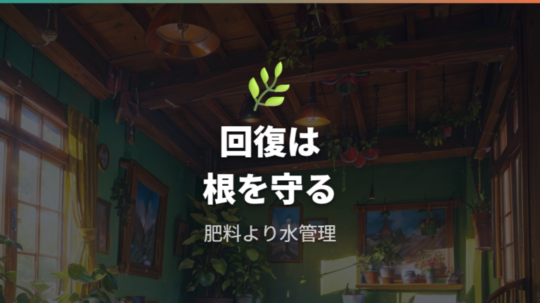 弱った根を回復させる管理は水やりと置き場所を整える