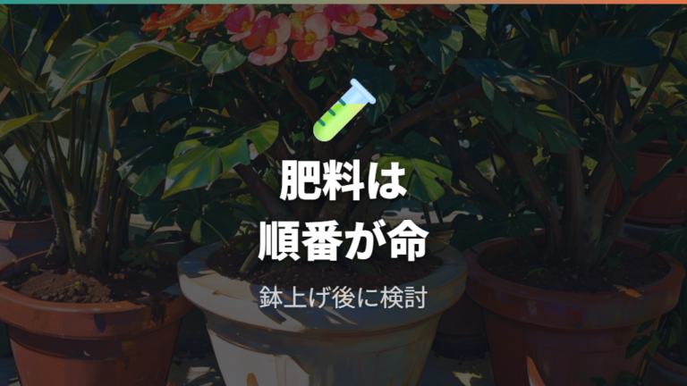 肥料で成長を促すタイミングは鉢上げ後に考える