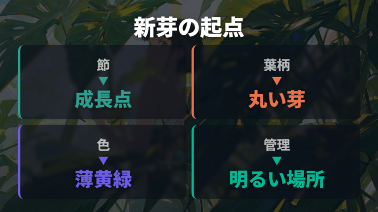 黒くならない新芽はどこから出てどう開くのか