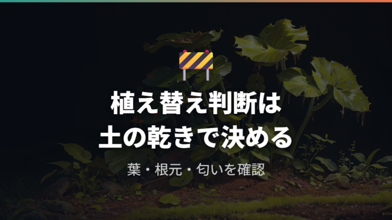 根腐れ時の植え替え判断は土が乾かないサインを見る