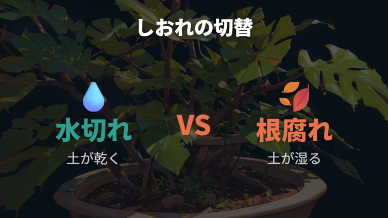 葉がしおれるときは水切れと根腐れを見分ける