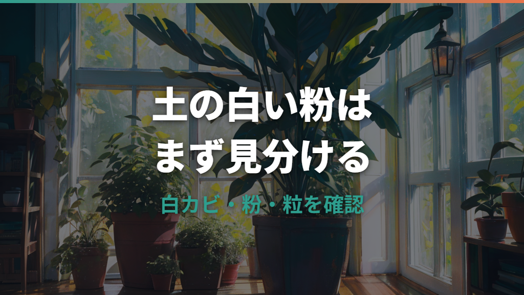 観葉植物の土の白い粉はカビ？正体の見分け方と対処法