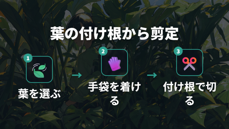 広がったモンステラの剪定方法は葉の付け根を見る