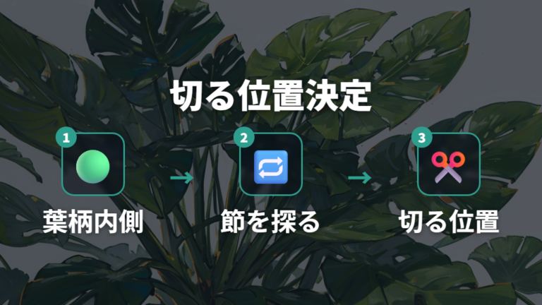 つるを切る位置の目安は節を探してから決める