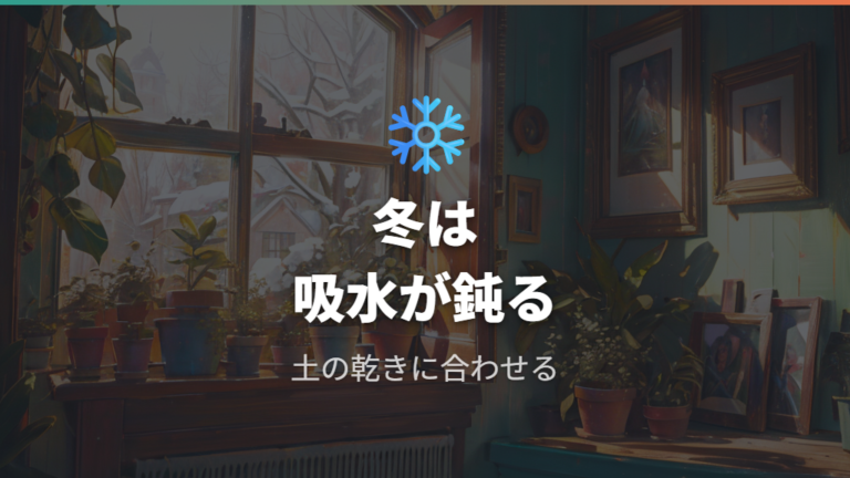 冬に土が乾かないときは低温と水やり間隔を見る