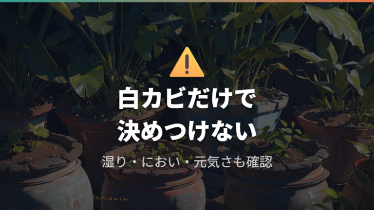 放置すると枯れる可能性はカビの種類と環境で変わる