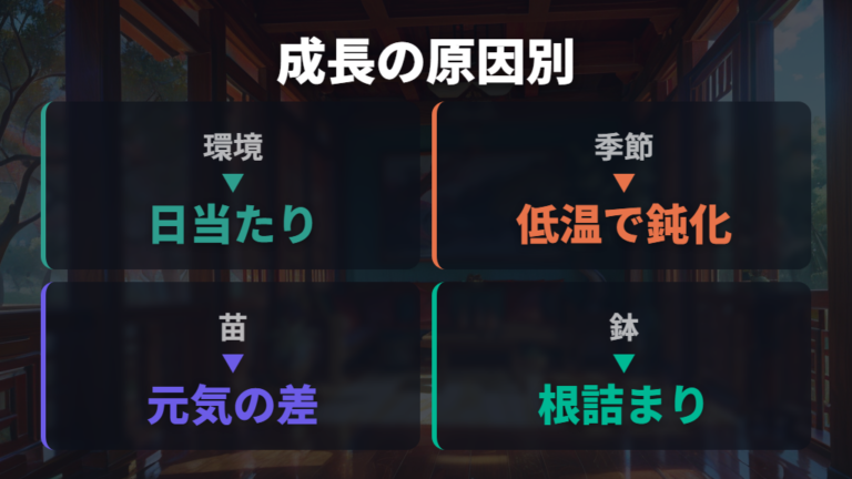 大きくならない主な原因は環境・季節・苗・鉢を順番に見る