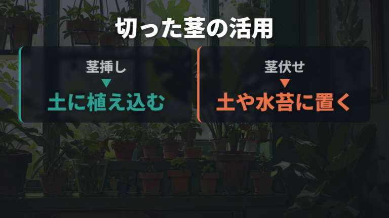 剪定した茎を挿し木にする方法と茎伏せ