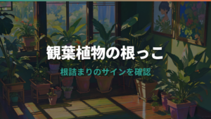 観葉植物の根っこが出たら?根詰まり・根腐れと植え替え方