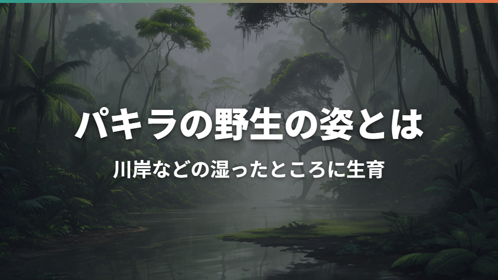 パキラの野生の姿とは？自生地・大きさ・花や幹の違い