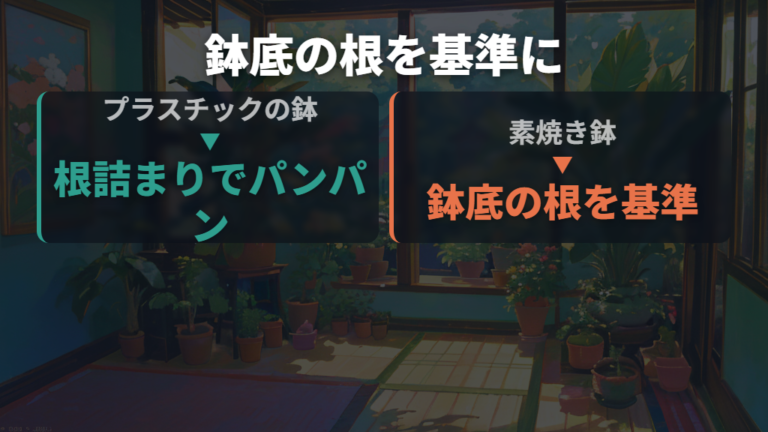鉢底や土の上の根っこは根詰まりのサイン