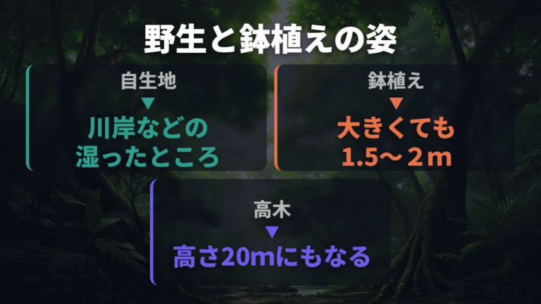 野生のパキラの自生地と大木になる本来の姿