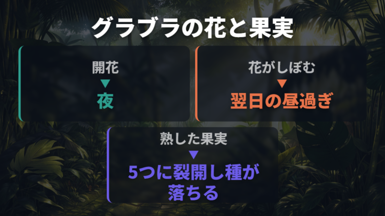 パキラの花が咲いて果実が裂開するまで