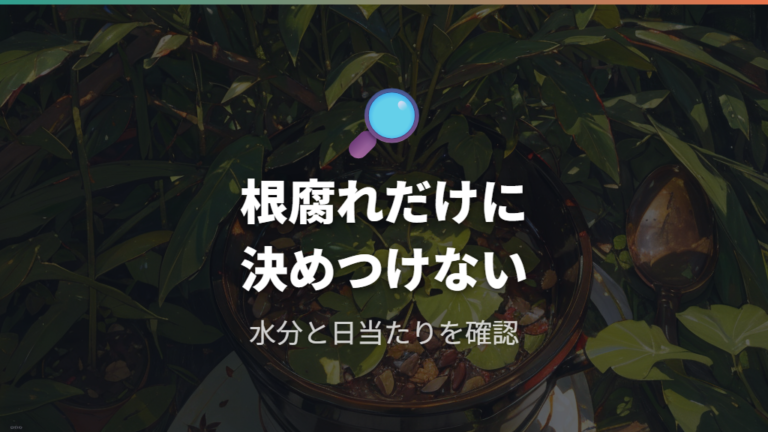 パキラが根腐れした原因は？