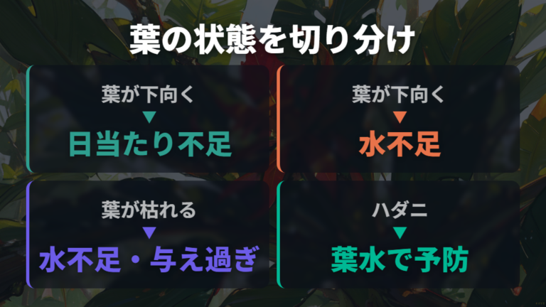 パキラの葉が下を向く原因は日当たり不足と水不足？