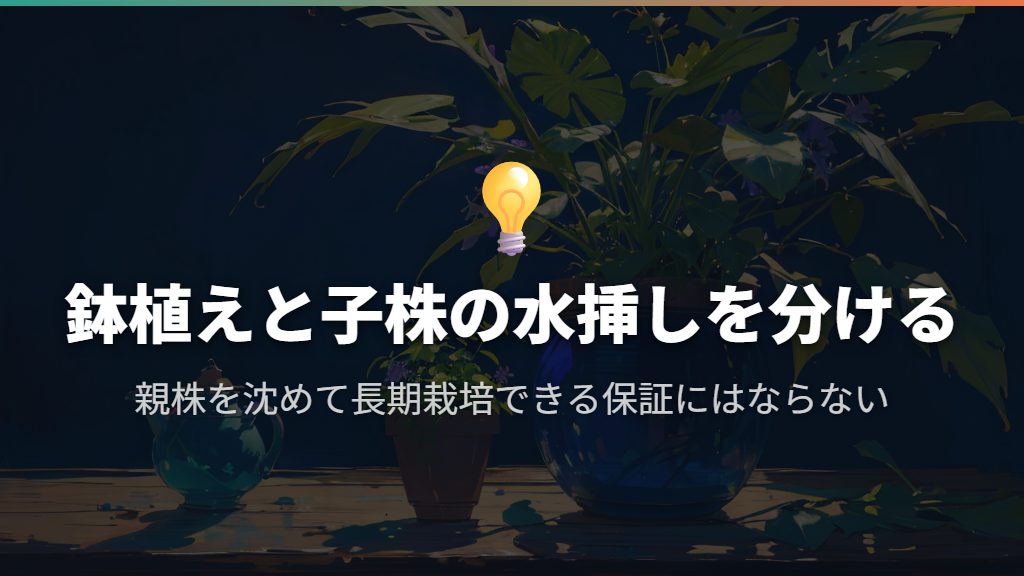 オリヅルランは鉢植えと子株の水挿しを使い分ける