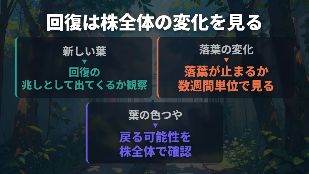 元に戻る日数を決めず、新しい葉と落葉の変化を見る