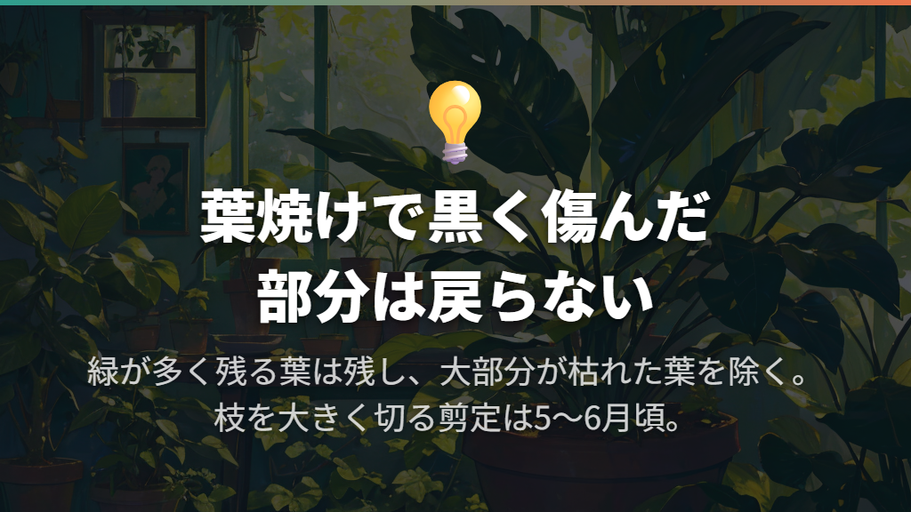 黒い葉は戻る?切る量は傷み方に合わせる