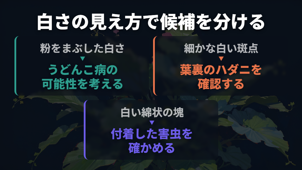 白い粉だけでうどんこ病と決めない