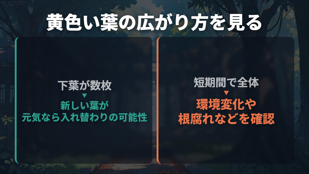 下葉が数枚だけか、全体に広がっているかを見る