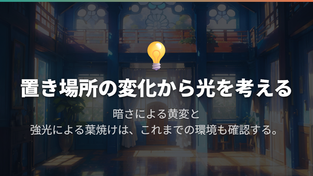 日照不足と葉焼けは、これまでの置き場所で考える