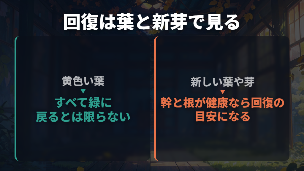 黄色い葉は戻る?取るべき?回復は新芽も目安にする