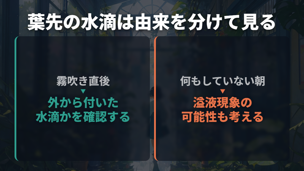葉水をしていないのに葉先から水が落ちる場合