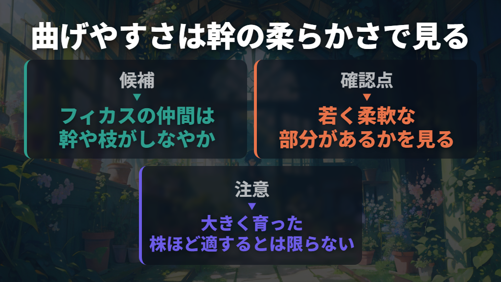 曲げる候補は幹の柔らかいフィカスから