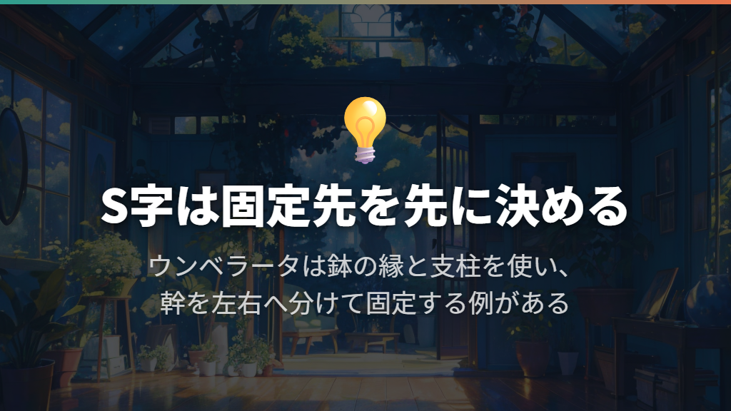 ウンベラータのS字は鉢への固定と支柱を組み合わせる
